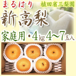 【送料無料】新高梨（にいたかなし）・高知県針木産・ご家庭用・4kg（4～7玉入り）【産地直送】