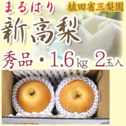【産地直送】針木産の新高梨（にいたかなし）・高知市針木梨組合（まるはり）・秀品（ご贈答用）・約1.6kg・2玉入【送料無料】