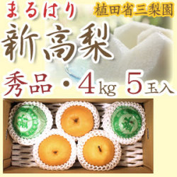 【産地直送】針木産の新高梨（にいたかなし）・高知市針木梨組合（まるはり）・秀品（ご贈答用）・約4kg・5玉入【送料無料】