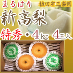 【産地直送】針木産の新高梨（にいたかなし）・高知市針木梨組合（まるはり）・特秀品（特撰ご贈答用）・約4kg・4玉入
