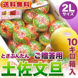 高知県産・土佐文旦・まるけん（丸研）または光（ひかり）ブランドの良品限定・特撰・ご贈答用・大箱（～10kg）・2Lサイズ【送料無料】