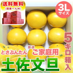 土佐文旦3L5kg