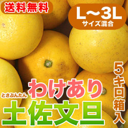わけあり品！数量限定「土佐文旦」5kg・L～3Lサイズ混合（しわ・キズもの）【送料無料（関東～九州）】