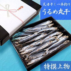 高知沖どれ「天日干し・一本釣りうるめいわし丸干し」・特撰上物・800g（化粧箱入り）【送料無料（関東～九州）】