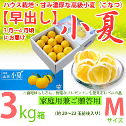 【早出し】土佐小夏・ハウス栽培品・上物（家庭用兼ご贈答用）・中箱（約2.8～3kg）・Mサイズ・温室育ちの高級小夏（こなつ）【送料無料（関東～九州）】