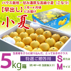 【早出し】3月～4月限定・土佐小夏・ハウス栽培品・特選ご贈答用・大箱（約５kg）・選べるサイズ（S～M）