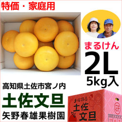 まるけん土佐文旦・ご家庭用・2Lサイズ・中箱（～5kg）・矢野春雄果樹園【送料無料】