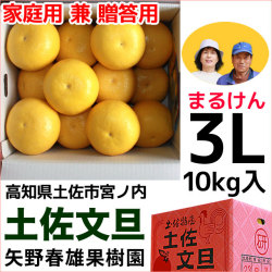 まるけん土佐文旦・家庭用兼ご贈答用・3Lサイズ・大箱（～10kg）・矢野春雄果樹園【送料無料】