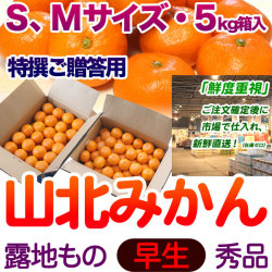 【送料無料】生産者厳選・山北みかん・露地もの・早生・秀品（特撰ご贈答用）・5kg箱・S～Mサイズ
