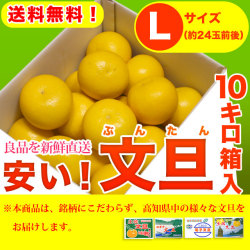 安い！文旦（ぶんたん）・高知県産（土佐市・宿毛市他）お徳用・10kg箱入り・Lサイズ（24玉前後）・【送料無料】