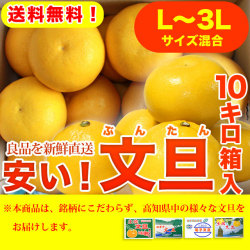 安い！文旦（ぶんたん）・高知県産（土佐市・宿毛市他）お徳用・10kg箱入り・L～3Lサイズ混合・【送料無料】