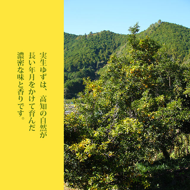 ゆずタマ印の実生柚子酢 360ml×6本