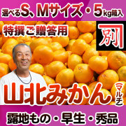 【産地直送】別役さんちの山北マルチ栽培みかん・露地もの・早生・秀品（特撰ご贈答用）・5kg・選べるS、Mサイズ【送料無料（関東～九州）】