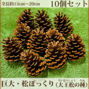 20cm 巨大松ぼっくり 23個 20cm 巨大松ぼっくり 23個 巨大松ぼっくり 約20cm - メルカリ