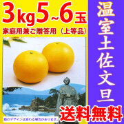 温室土佐文旦（ハウス栽培品）・家庭用兼ご贈答用（上等品）・3kg・5～6玉入