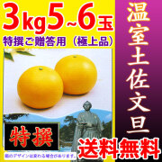 温室土佐文旦（ハウス栽培品）・特撰ご贈答用（極上品）・3kg・5～6玉入【送料無料（関東～九州）】