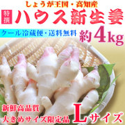 ショウガ王国・高知のハウス新生姜（しょうが）・高品質Ａ品・大きめLサイズ・約4kg【高知県土佐市他】