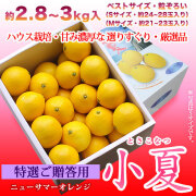 特選ご贈答用・土佐小夏（高知県産）・中箱（約2.8～3kg）・S～Mサイズ