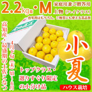 高知産　ハウス小夏　M～L　約５Kg　３０玉前後　北海道沖縄発送不可 高級小夏5kgS ハウス栽培の土佐小夏 さとのわ