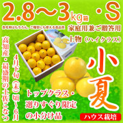 土佐小夏（高知県産ハウス小夏・山波・丸波）・家庭用兼ご贈答用（上物・ハイクラス）・中箱（約2.8～3kg）・Sサイズ【送料無料（関東～九州）】