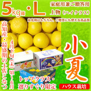 土佐小夏（こなつ・高知県産・山波・丸波・ハウス小夏）・家庭用兼ご贈答用（上物・ハイクラス）・大箱（約5kg）・Ｌサイズ【送料無料（関東～九州）】