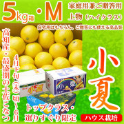土佐小夏（こなつ・高知県産・山波・丸波・ハウス小夏）・家庭用兼ご贈答用（上物・ハイクラス）・大箱（5kg）・Ｍサイズ【送料無料（関東～九州）】