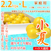 土佐小夏（高知県産）・家庭用（上物・スタンダード）・小箱（約2.2kg）・Lサイズ