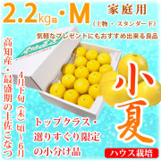 土佐小夏（高知県産ハウス小夏・山波・丸波）・家庭用（上物・スタンダード）・小箱（約2.2kg）・Mサイズ【送料無料（関東～九州）】