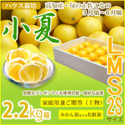 みんなの土佐小夏・家庭用兼ご贈答用（上物）・小箱（2.2kg）・2S、S、M、Lサイズ・高知県産・ハウス栽培の小夏