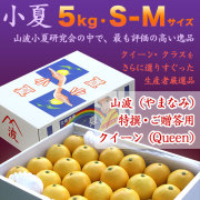 土佐小夏（高知産・ハウス小夏）・山波小夏研究会（やまなみ）選りすぐり生産者厳選品・特撰ご贈答（クイーン）・大箱（約5kg）・S-Mサイズ【送料無料（関東～九州）】