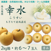 幸水（こうすい）梨・秀品5kg・10～15玉入り