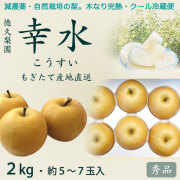 【木なり完熟・もぎたてクール便】幸水梨（こうすいなし）・秀品2kg・5～7玉入り