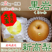【産地直送】黒岩（くろいわ）産の新高梨（にいたかなし）・高知県佐川町黒岩梨出荷組合・梨農家厳選品・秀品・約2kg・2玉入り