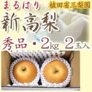 【産地直送】針木産の新高梨（にいたかなし）・高知市針木梨組合（まるはり）・秀品（ご贈答用）・約2kg・2玉入【送料無料】