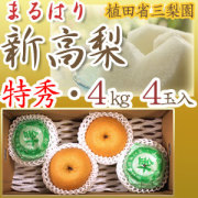 【産地直送】針木産の新高梨（にいたかなし）・高知市針木梨組合（まるはり）・特秀品（特撰ご贈答用）・約4kg・4玉入