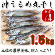 【特撰】沖うるめ丸干し・土佐干物（高知産・天日干し）・1.5kgセット