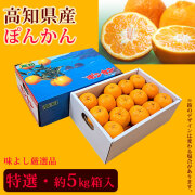 【店長おすすめ】ぽんかん（味よし厳選品）特選・約5kg箱入り【送料無料（関東～九州）】