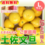 高知県産・土佐文旦・まるけん（丸研）または光（ひかり）ブランドの良品限定・厳選ご家庭用・中箱（～5kg）・Lサイズ【送料無料（関東～九州）】