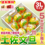 高知県産・土佐文旦・まるけん（丸研）または光（ひかり）ブランドの良品限定・特撰・ご贈答用・約5kg・3Lサイズ【送料無料】