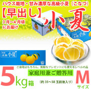 【早出し】土佐小夏・ハウス栽培品・上物（家庭用兼ご贈答用）・大箱（約５kg）・Mサイズ・温室育ちの高級小夏（こなつ）【送料無料（関東～九州）】