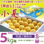 【早出し】3月～4月限定・土佐小夏・ハウス栽培品・特選ご贈答用・大箱（約５kg）・選べるサイズ（S～M）