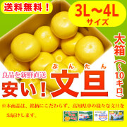 安い！文旦（ぶんたん）・高知県産（土佐市・宿毛市他）お徳用・大箱（～10kg）・3Lサイズ【送料無料】