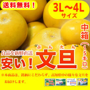 安い！文旦（ぶんたん）・高知県産（土佐市・宿毛市他）お徳用・中箱（～5kg）入り・3Lサイズ（8～9玉）・【送料無料】