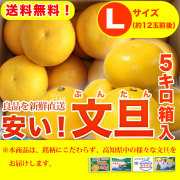 安い！文旦（ぶんたん）・高知県産（土佐市・宿毛市他）お徳用・5kg箱入り・Lサイズ（12玉前後）・【送料無料】