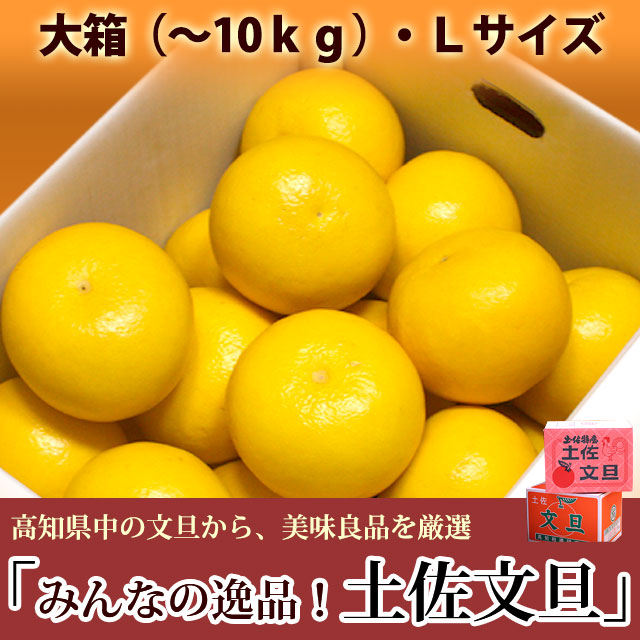 みんなの逸品！土佐文旦（とさぶんたん）・大箱（～10kg）・Lサイズ・高知県内から味良し厳選品をお届け