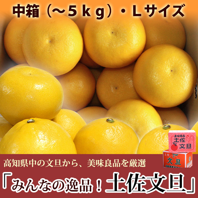 みんなの逸品！土佐文旦（とさぶんたん）・中箱（～5kg）・Lサイズ・高知県内から味良し厳選品をお届け