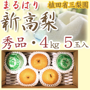 【産地直送】針木産の新高梨（にいたかなし）・高知市針木梨組合（まるはり）・秀品（ご贈答用）・約4kg・5玉入【送料無料】