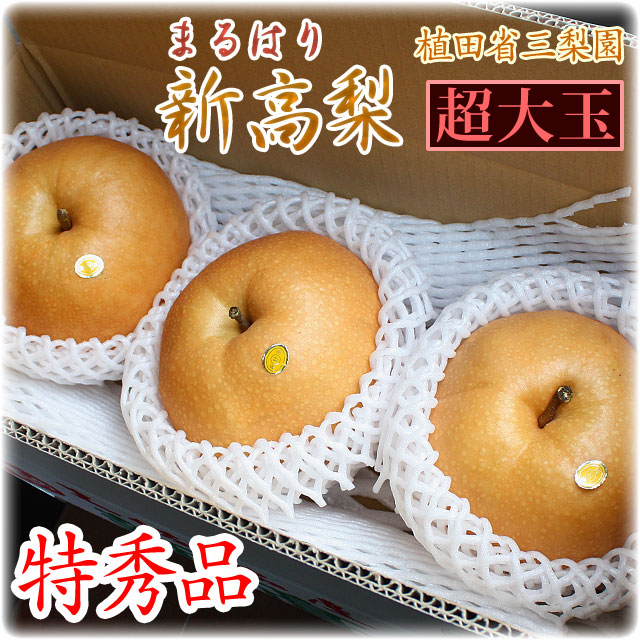 【送料無料】超大玉・新高梨（にいたかなし）・高知県針木産・植田省三梨園・最高級ご贈答用・特秀品3玉入【限定品・産地直送】