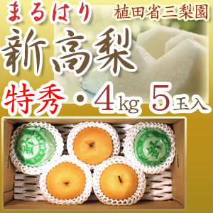 【産地直送】針木産の新高梨（にいたかなし）・高知市針木梨組合（まるはり）・特秀品（特撰ご贈答用）・約4kg・5玉入【送料無料】