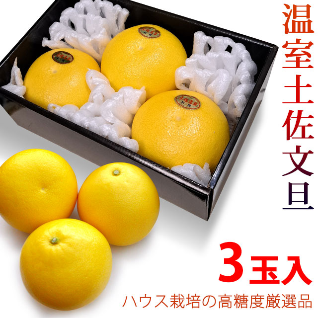 温室土佐文旦（ハウス栽培品）・3玉入（中玉サイズ）【送料無料（関東～九州）】　